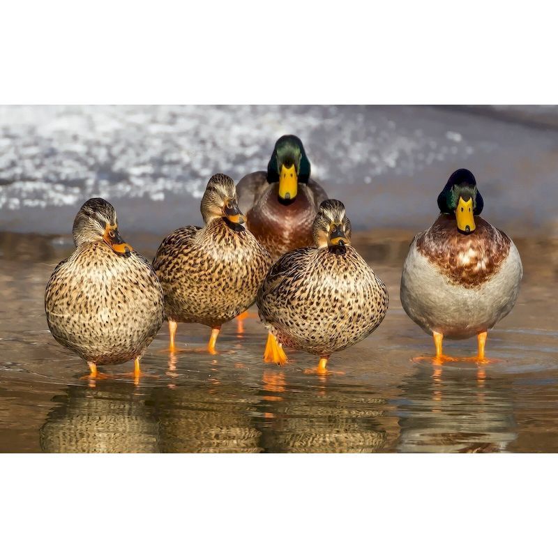 Duck Oil Painting On Digital Canvas With Adult Acrylic Paint And Frame Animal Coloring Painting Digital Painting