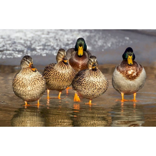Duck Oil Painting On Digital Canvas With Adult Acrylic Paint And Frame Animal Coloring Painting Digital Painting